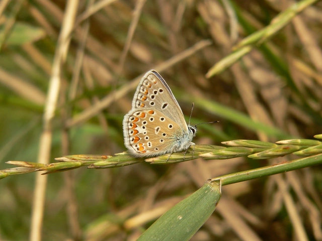 Polyommatus thersites - ibolyaszín boglárka