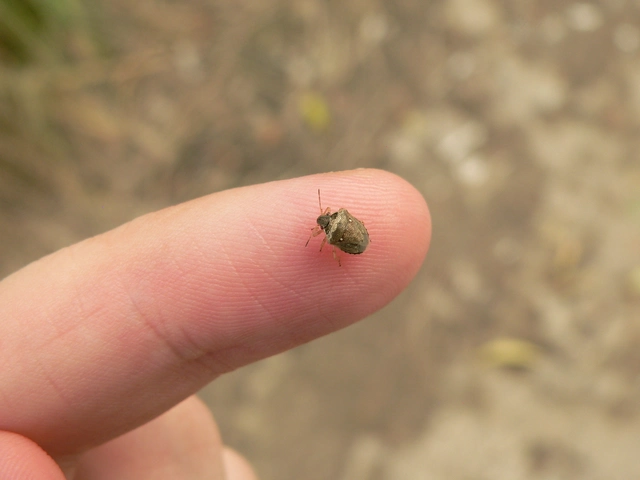 Eysarcoris ventralis - fakó feketefejű-poloska Eysarcoris ventralis - fakó feketefejű-poloska
