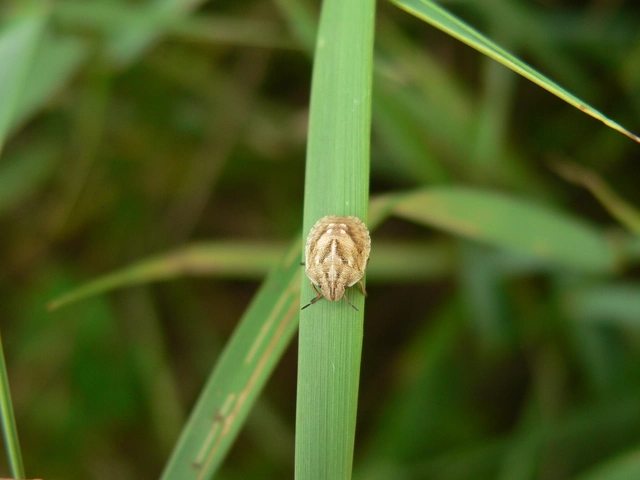 Eurygaster