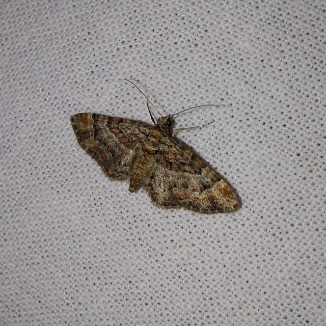 Gymnoscelis rufifasciata - vöröscsíkos törpearaszoló