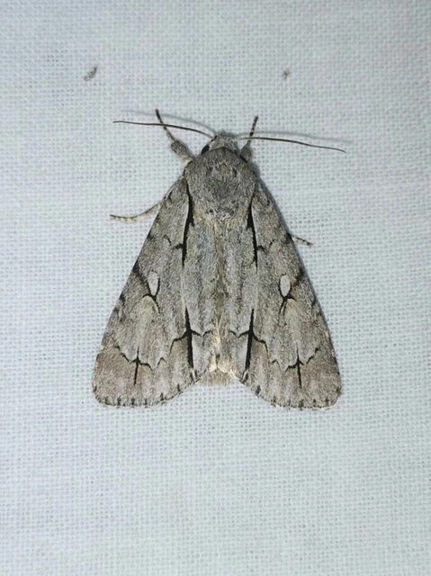 Acronicta cuspis/tridens/psi