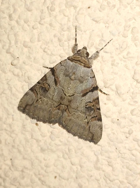 Catocala hymenaea - kökény-övesbagoly