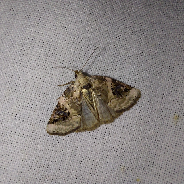 Pseudeustrotia candidula - fehéres apróbagoly