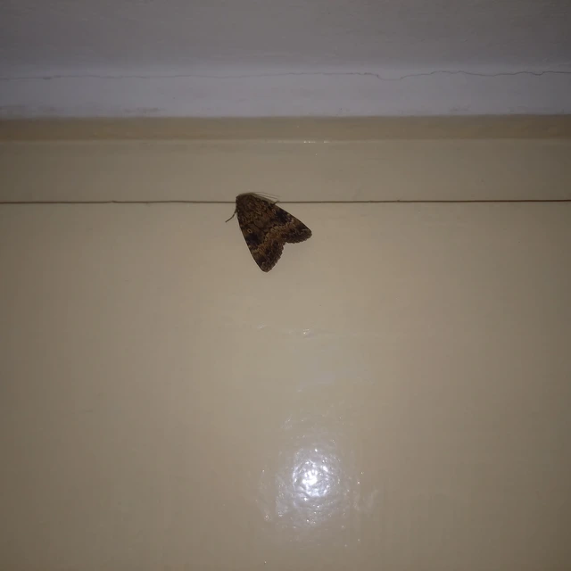 Amphipyra berbera/pyramidea