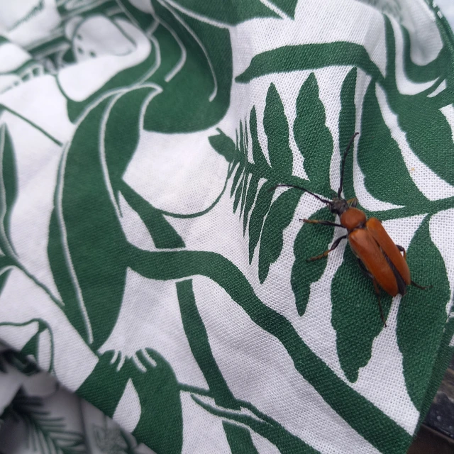 Stictoleptura rubra - vörös virágcincér