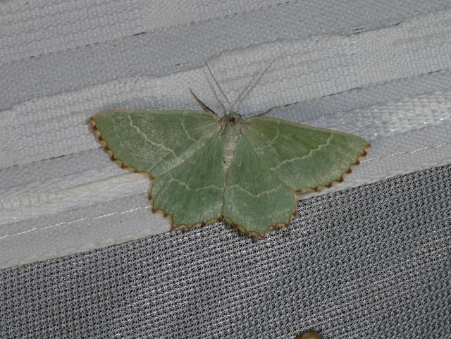Thalera fimbrialis - csipkésszélű zöldaraszoló