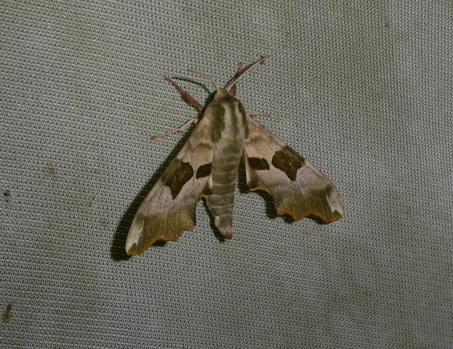 Mimas tiliae - hársfaszender