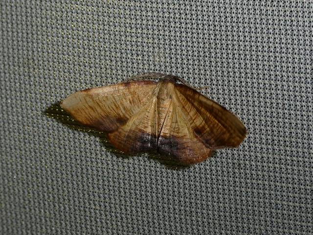 Plagodis dolabraria - baltaszárnyú araszoló