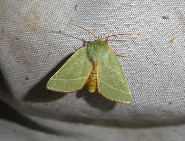 Pseudoips prasinana - bükkfa-zöldbagoly