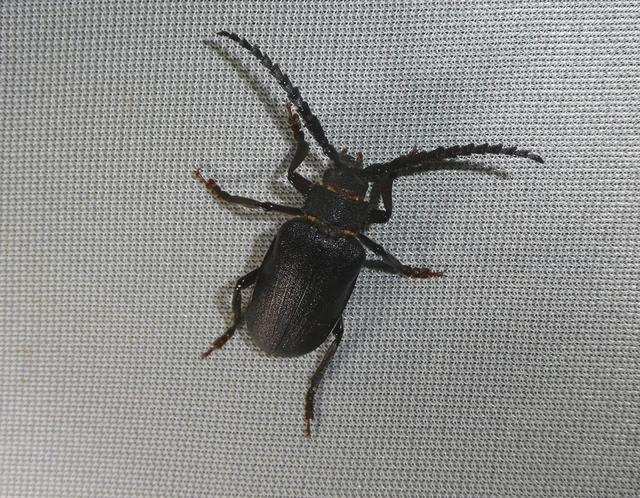 Prionus coriarius - csőszcincér