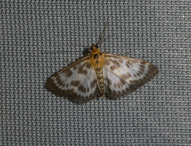 Anania hortulata - tarka csalánmoly