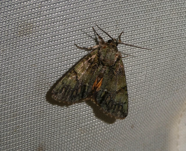 Polyphaenis sericata - selyemfényű erdeibagoly