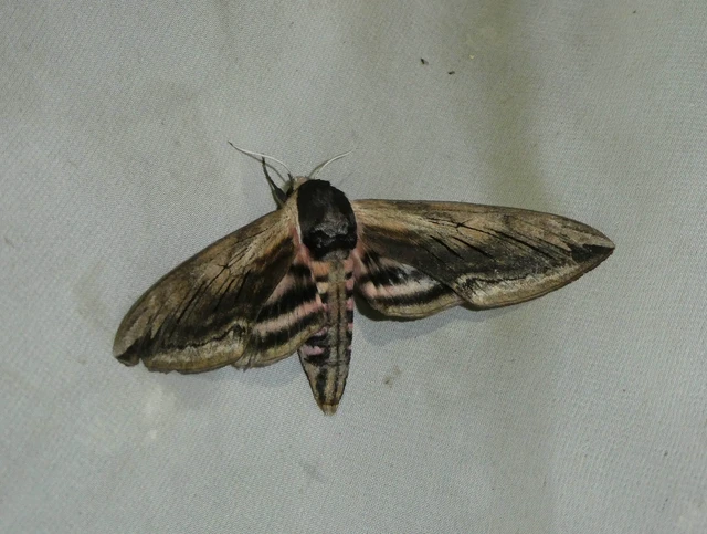 Sphinx ligustri - fagyalszender