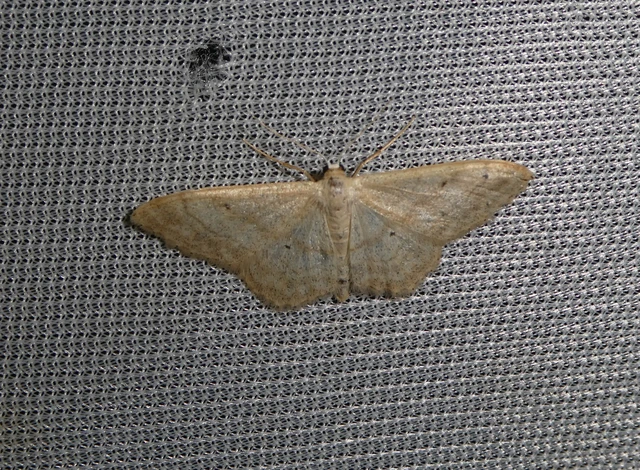 Idaea deversaria - egyszínű sávosaraszoló
