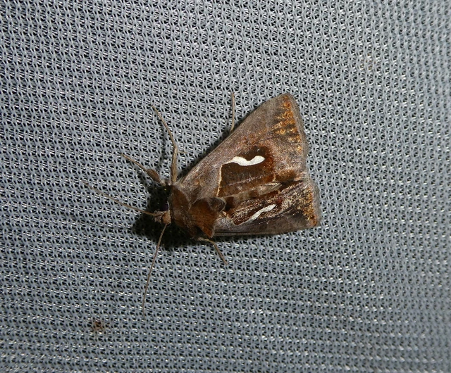 Macdunnoughia confusa - cseppfoltos ezüstbagoly