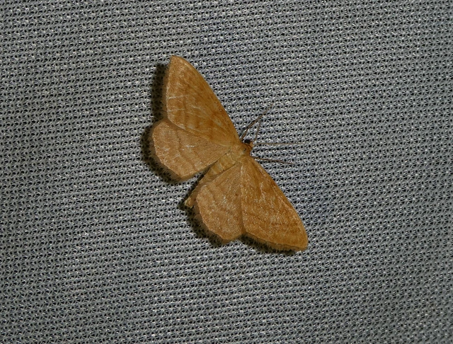 Idaea ochrata - okkerszínű sávosaraszoló