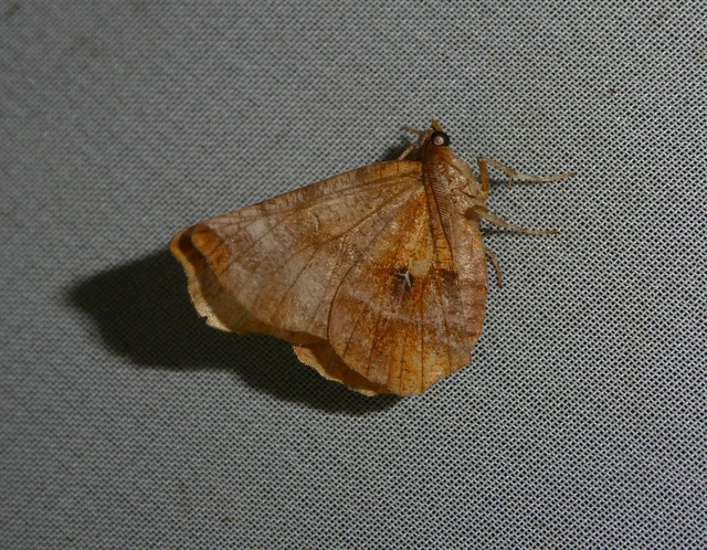 Selenia dentaria - kétfoltos holdasaraszoló