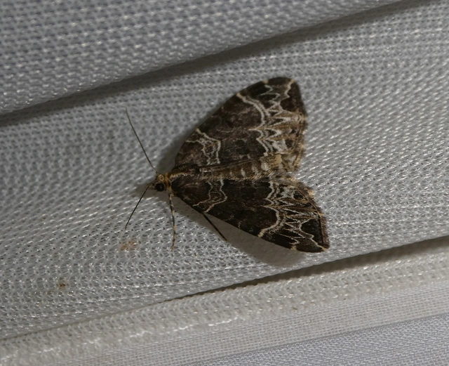 Ecliptopera silaceata - barna tarkaaraszoló