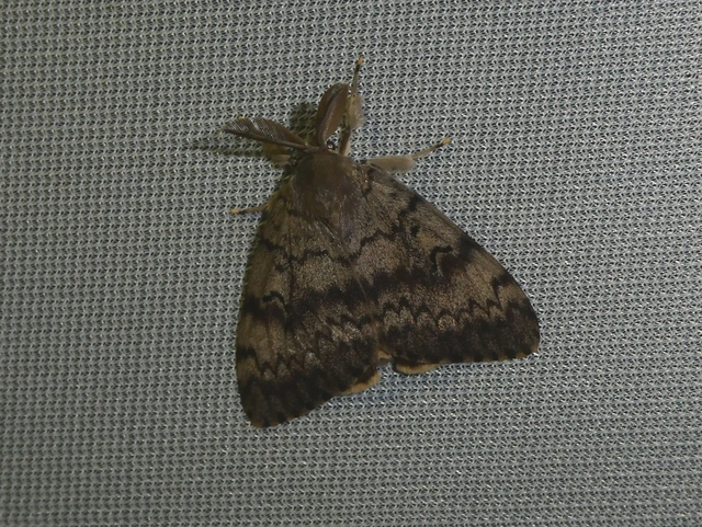 Lymantria dispar - gyapjaslepke