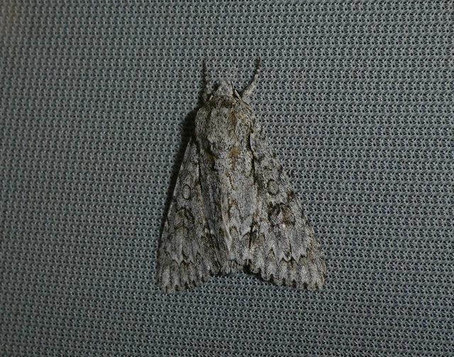 Acronicta aceris - vadgesztenye-szigonyosbagoly