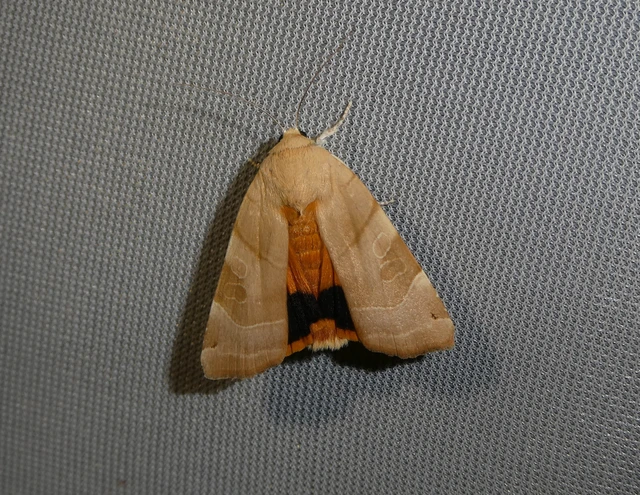 Noctua fimbriata - szélessávú sárgafűbagoly