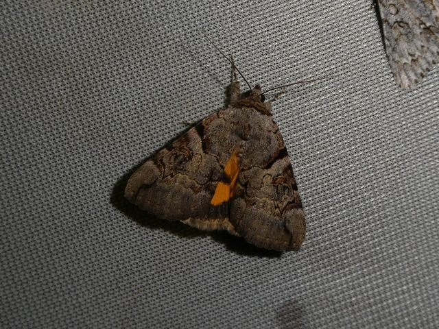 Catocala hymenaea - kökény-övesbagoly