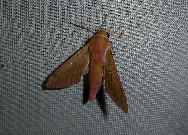 Deilephila elpenor - szőlőszender