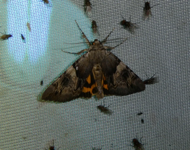 Catocala fulminea - galagonya-övesbagoly