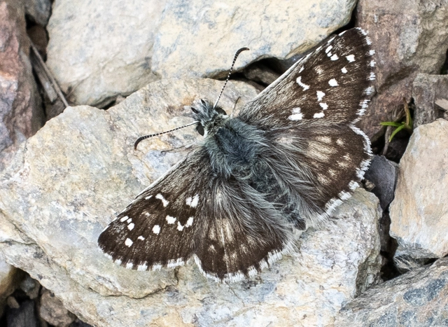 Pyrgus armoricanus - feles busalepke