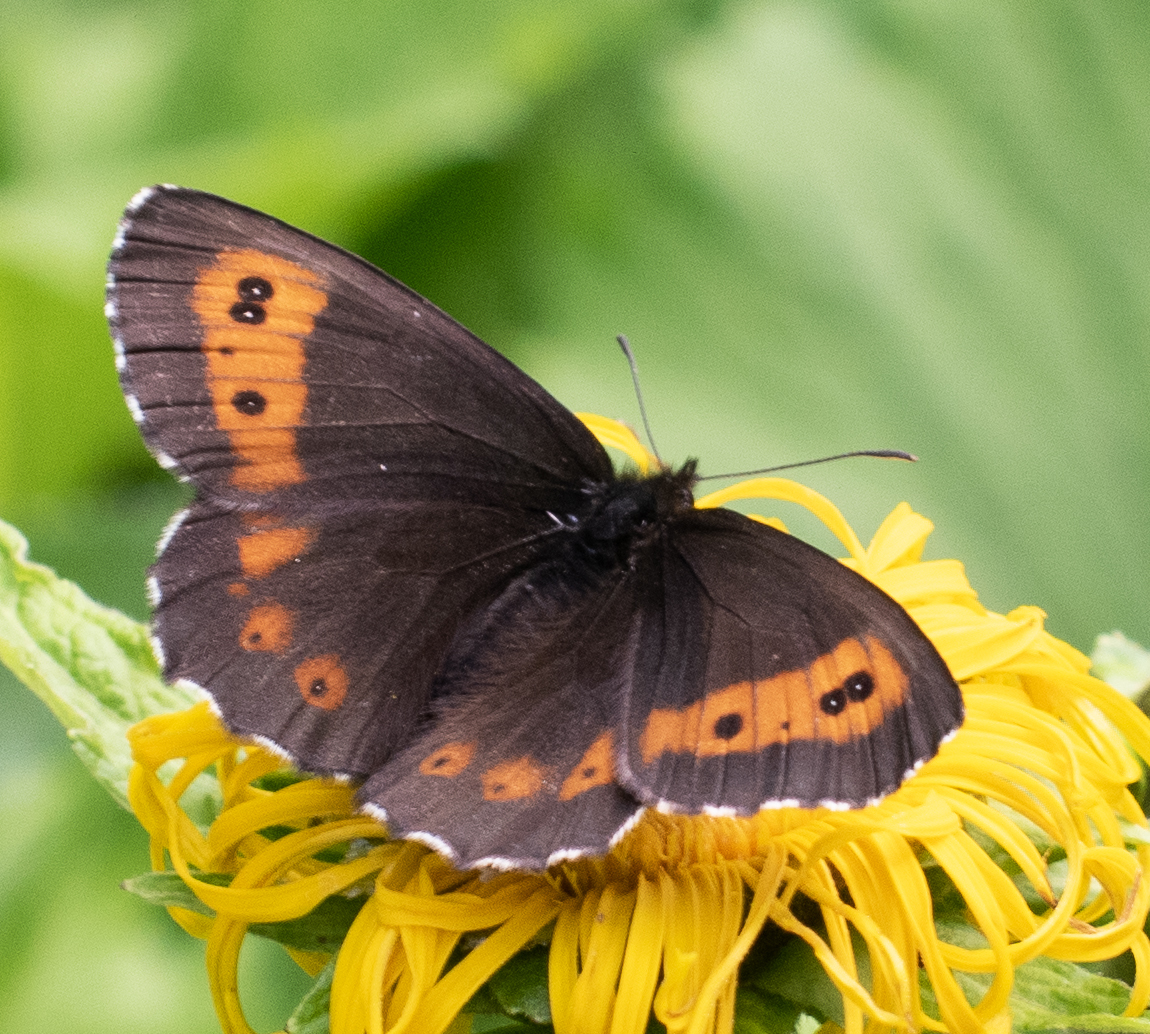 Erebia euryale