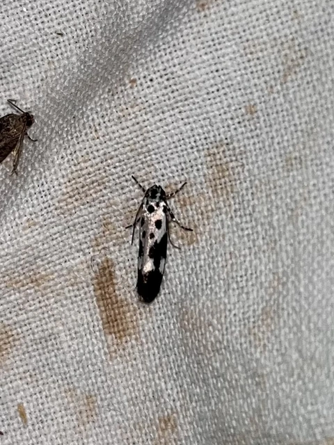Ethmia quadrillella - gyászos feketemoly