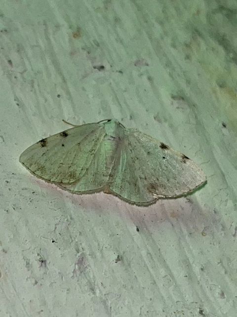 Lomographa bimaculata - kétpontos fehéraraszoló