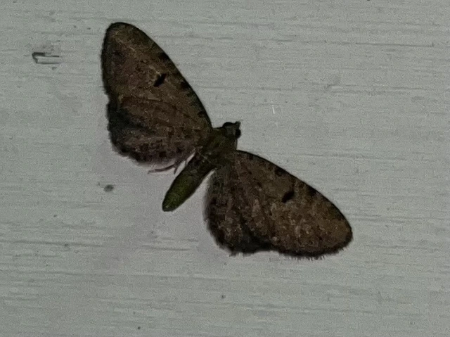 Eupithecia assimilata - komló-törpearaszoló