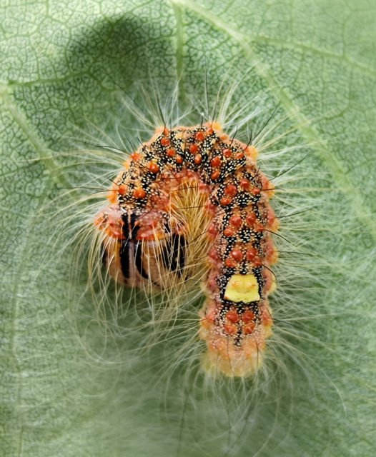 Acronicta megacephala - nagyfejű szigonyosbagoly