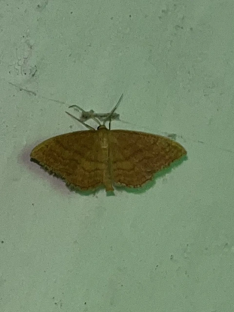 Idaea ochrata - okkerszínű sávosaraszoló