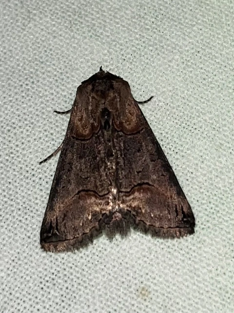 Abrostola triplasia - közönséges csalánbagoly
