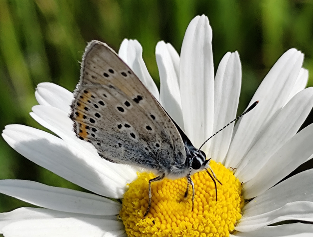 Lycaena alciphron - ibolyás tűzlepke