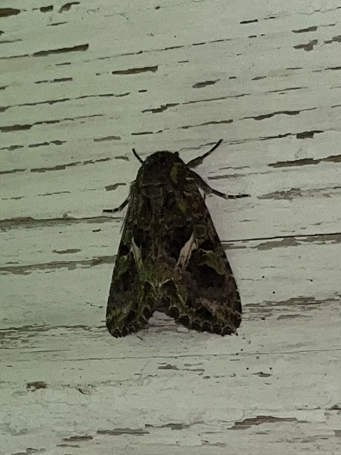 Trachea atriplicis - nyári zöldbagoly