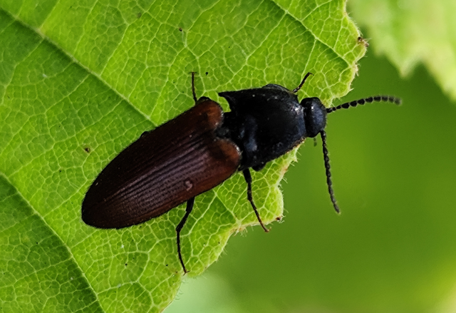 Ampedus
