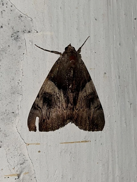 Catocala fulminea - galagonya-övesbagoly