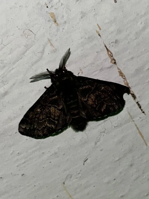 Gluphisia crenata - kormos púposszövő