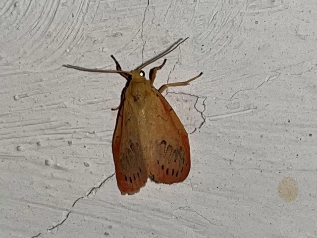 Miltochrista miniata - piros medvelepke