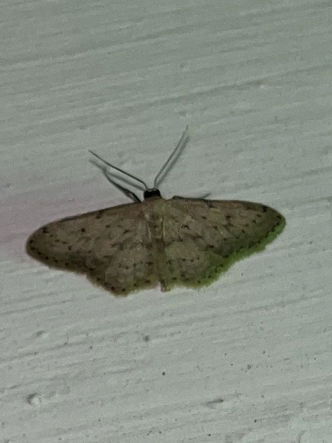 Idaea seriata - szürke apróaraszoló