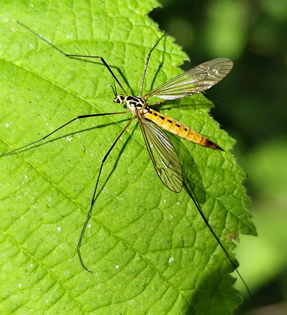 Nephrotoma
