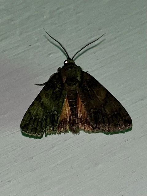 Polyphaenis sericata - selyemfényű erdeibagoly