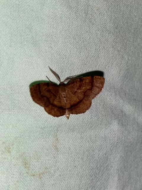 Plagodis pulveraria - szemcsés araszoló