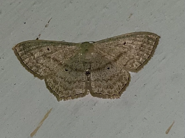 Scopula nigropunctata - feketepettyes araszoló