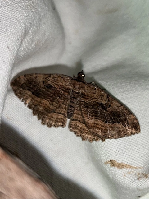 Philereme transversata - varjútövis-araszoló