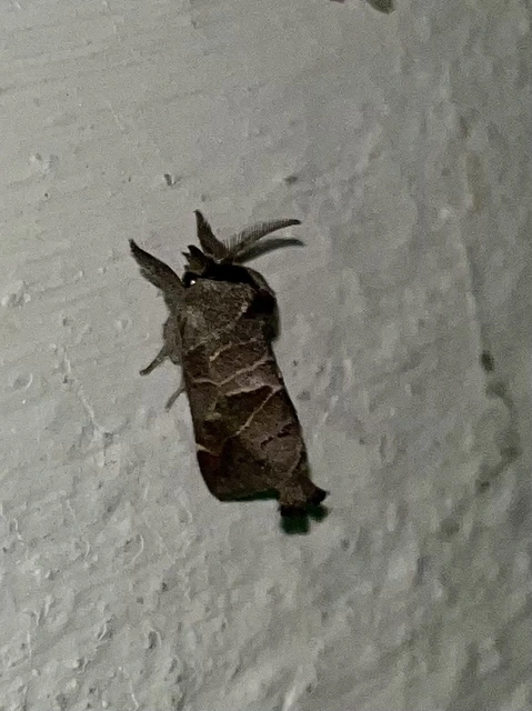 Clostera pigra - apró levélszövő
