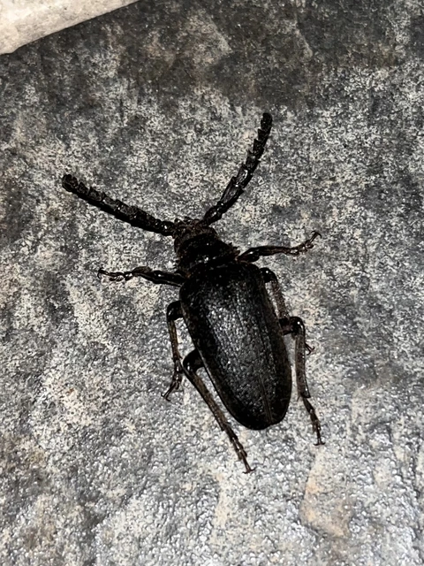 Prionus coriarius - csőszcincér